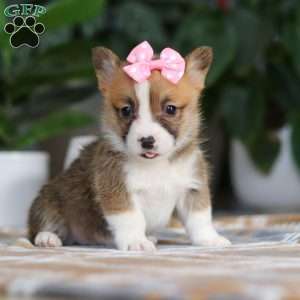 Faith, Pembroke Welsh Corgi Puppy